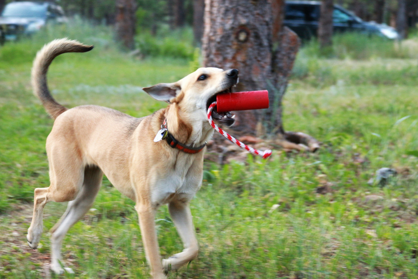 USA K9 Firecracker Floating Training Dummy K9 Handler Reward - gallery image 13