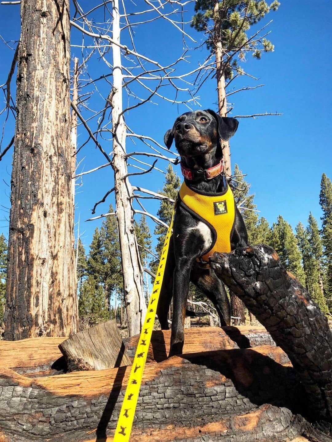 Dog Leash EcoBark Yellow Leash- Padded Comfort Grip Padded - gallery product image for dog leash