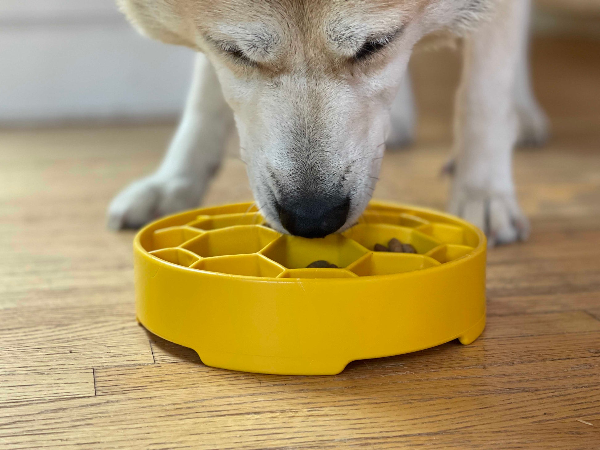 Honeycomb Ebowl Deep Slow Feeder Dog Bowl For Enrichment USA - gallery image 13
