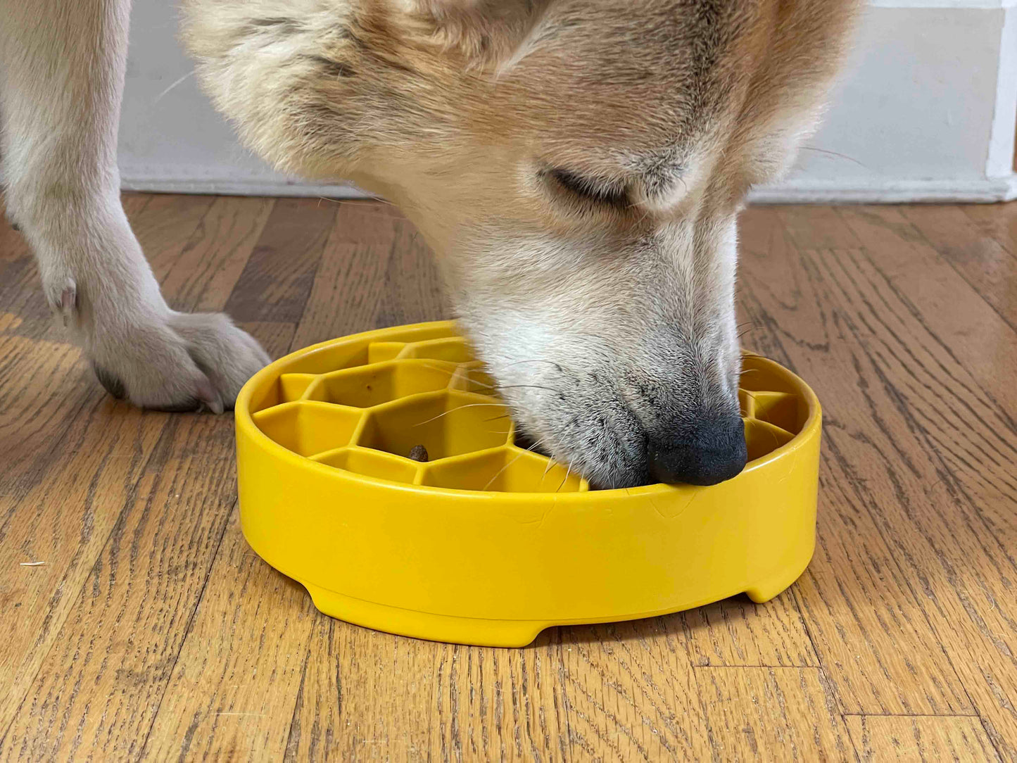 Honeycomb Ebowl Deep Slow Feeder Dog Bowl For Enrichment USA - gallery image 9