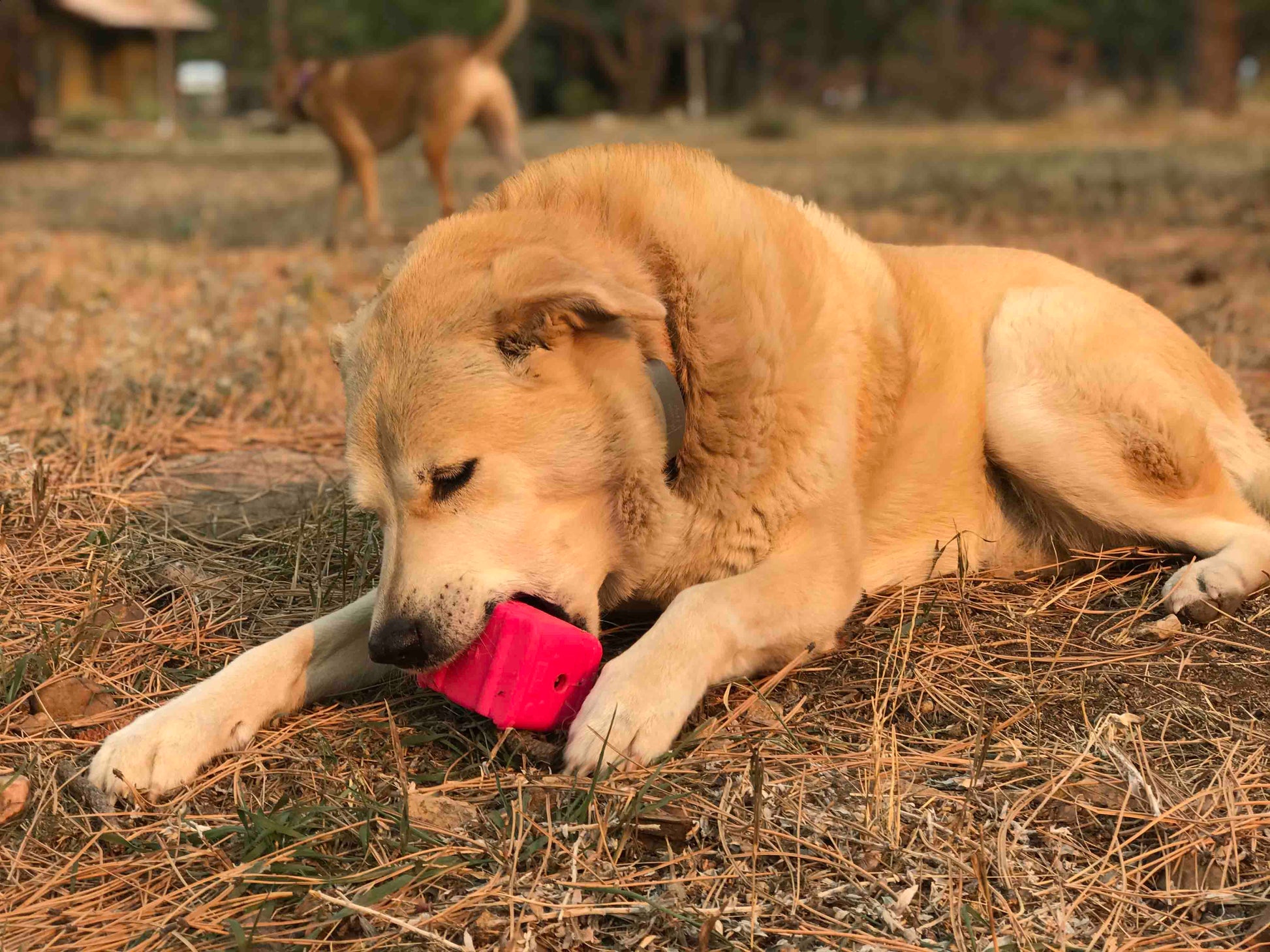 Dog Treat Toy Chew Enrichment s Classic Durable Premium Pet - gallery image 10