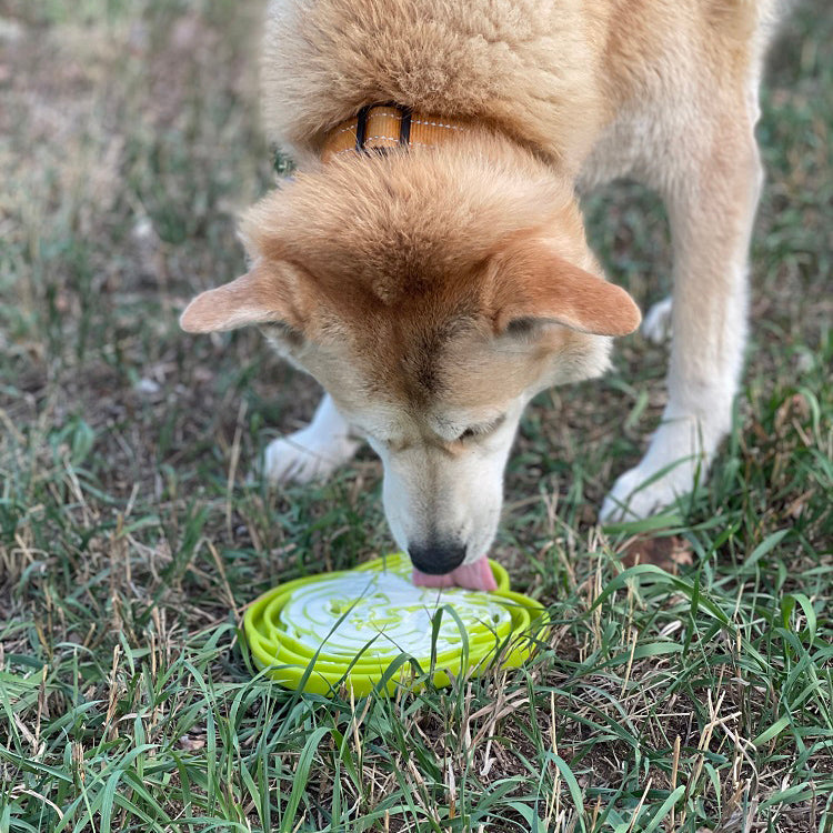Water Frog Etray Shallow Slow Feeder Dog Bowl For Enrichment - gallery image 11
