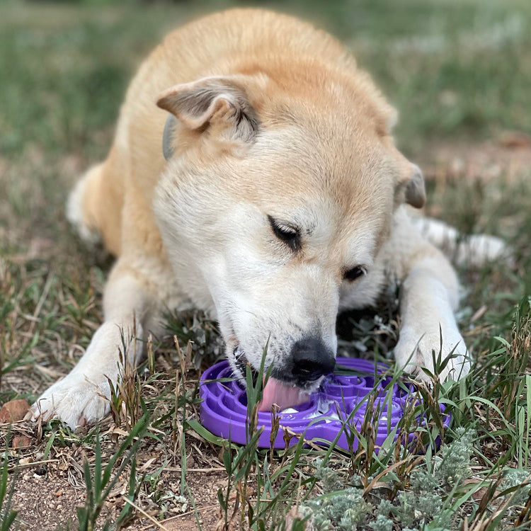 Water Frog Etray Shallow Slow Feeder Dog Bowl For Enrichment - gallery image 9