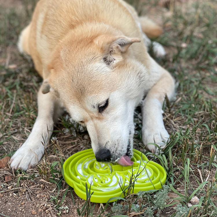 Water Frog Etray Shallow Slow Feeder Dog Bowl For Enrichment - gallery image 8