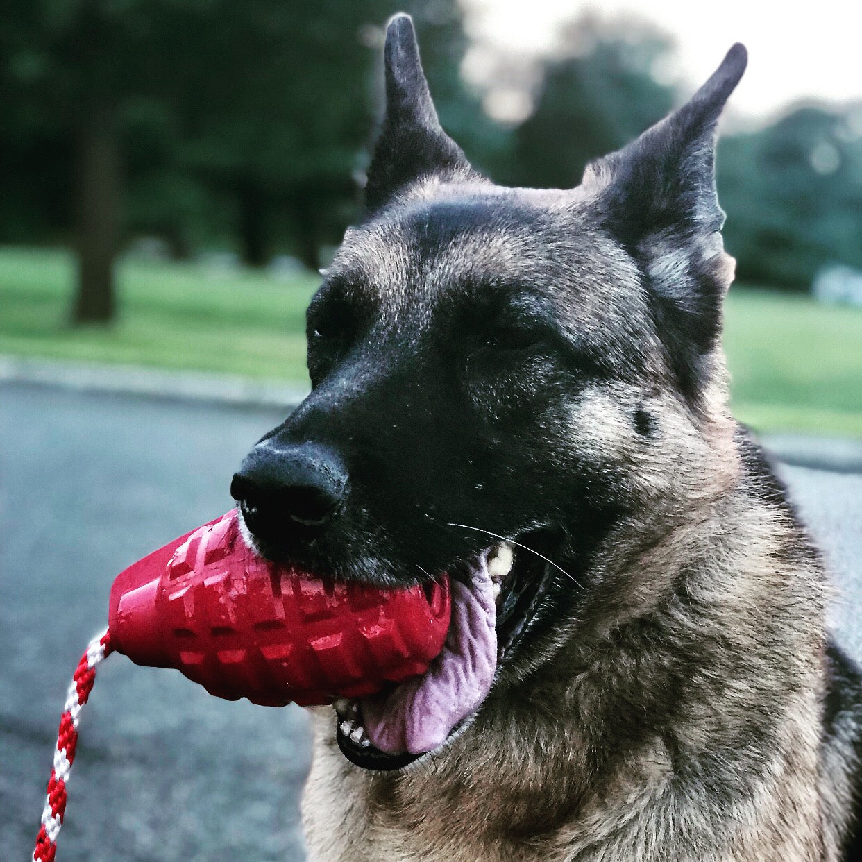 USA K9 Grenade Shaped Rubber Dog Toy Chew Treat Disp 65477 - gallery image 10