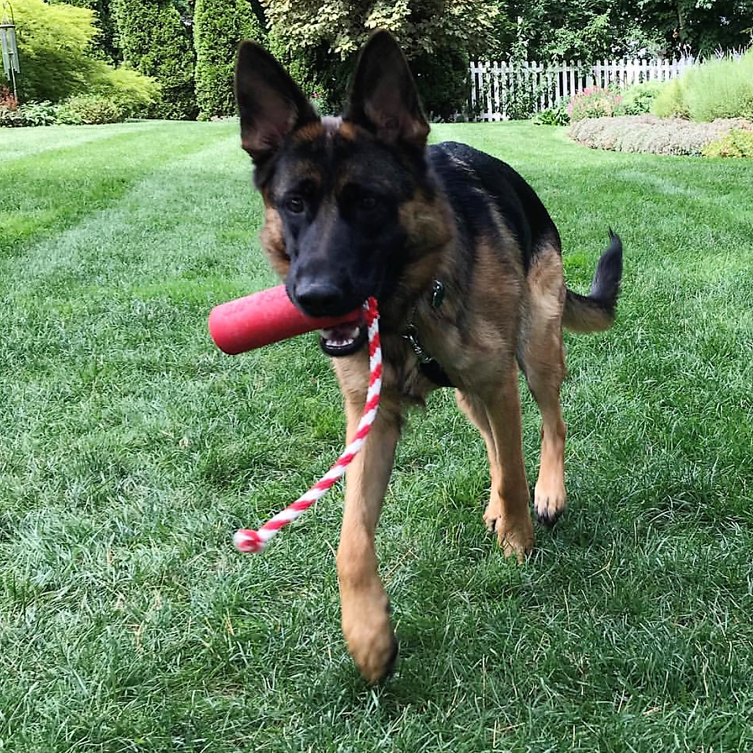 USA K9 Firecracker Floating Training Dummy K9 Handler Reward - gallery image 6
