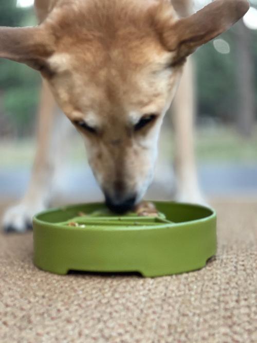 Pine Tree Christmas Ebowl Deep Slow Feeder Dog Bowl For USA - gallery image 8
