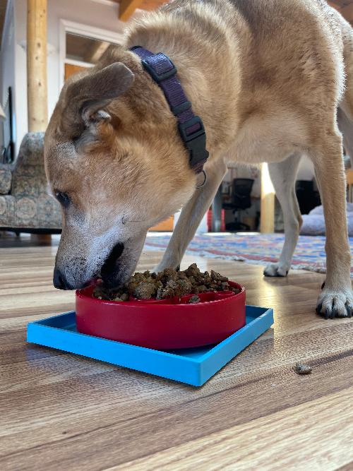 Hold Em Suction Cup Holder For Dog Bowls Lick Mats USA Made - gallery image 15