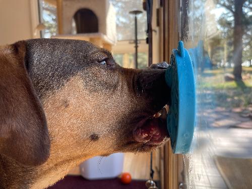 Dog Lick Mat Enrichment Slow Feeder Small Classic Premium - gallery image 11