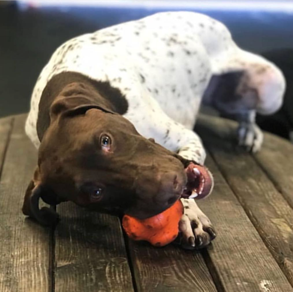 Crazy Bounce Rubber Dog Chew Toy For Power Chewers Ball USA - gallery image 7