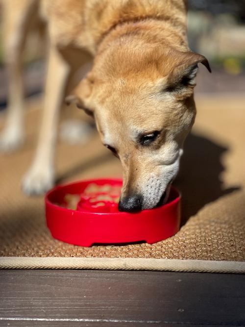 Santa Christmas Ebowl Deep Slow Feeder Dog Bowl For USA Made - gallery image 9