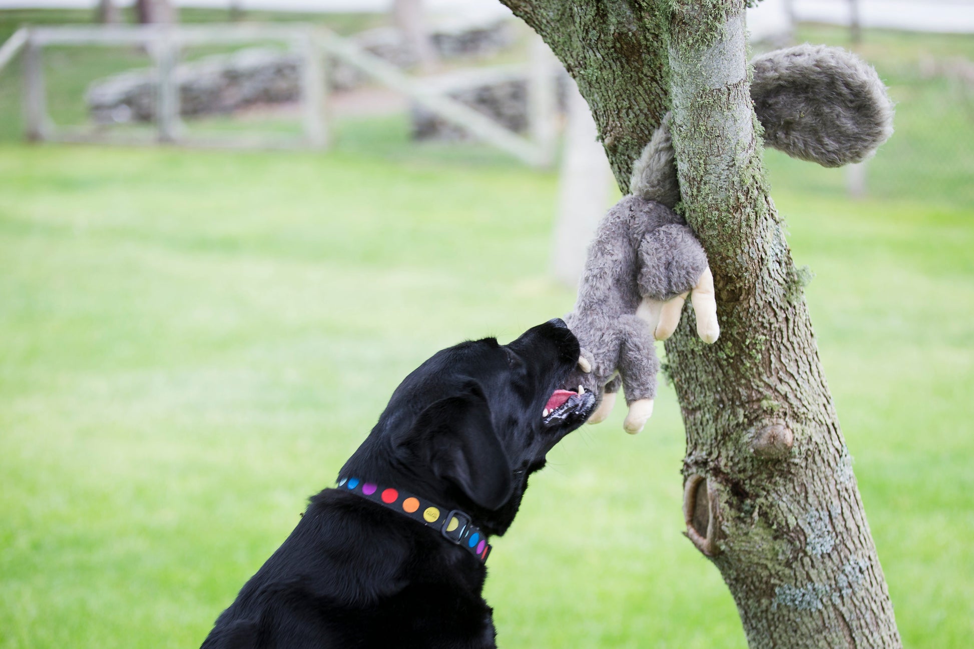 Dog Toy Feller Squirrel Plush Toy for Daily Use for Comfort main product image for dogs and cats