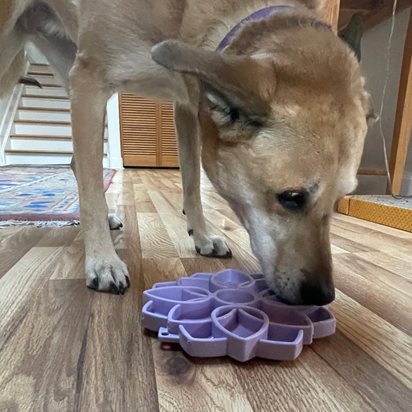 Mandala Softie Etray Shallow Slow Feeder Dog Bowl With Cups - gallery image 9
