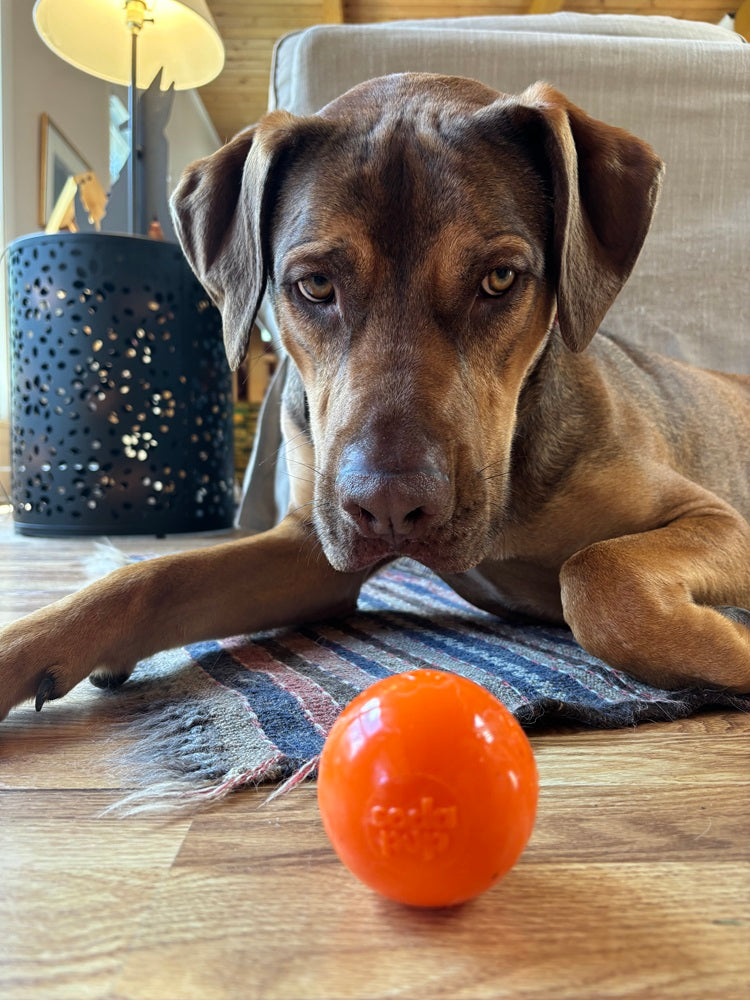 Dog Treats Squeak Ball Durable Squeaky Toy Floats Chew Toy - gallery image 14