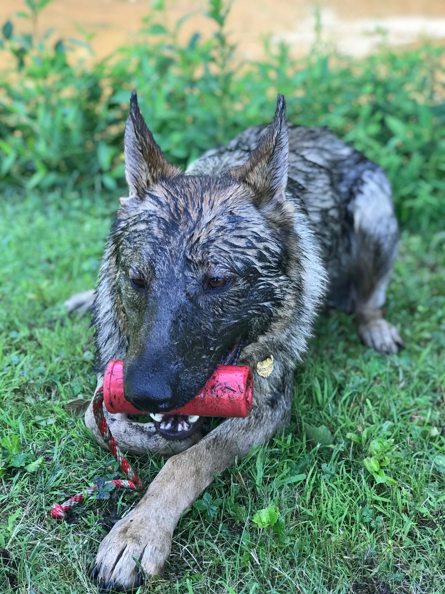 USA K9 Firecracker Floating Training Dummy K9 Handler Reward - gallery image 15