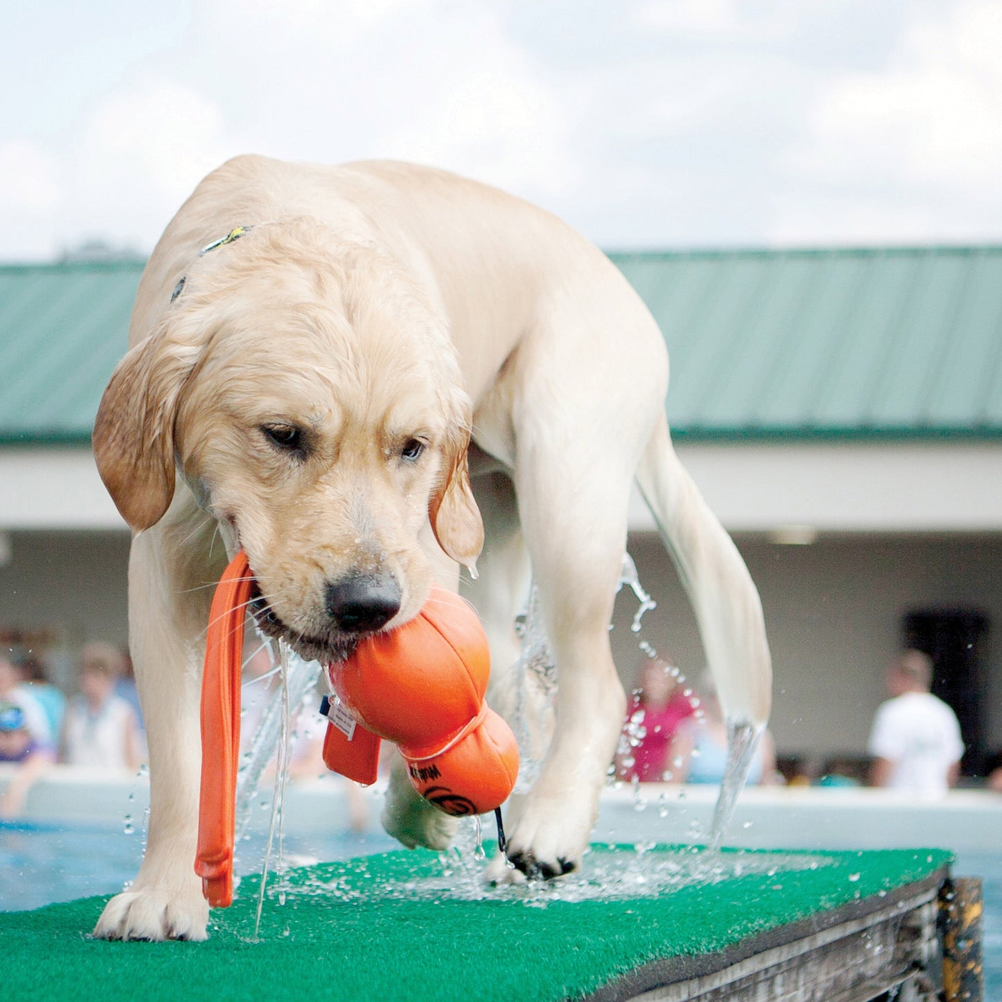 KONG Wubba Wet Tug Dog Toy Durable Play - detail view