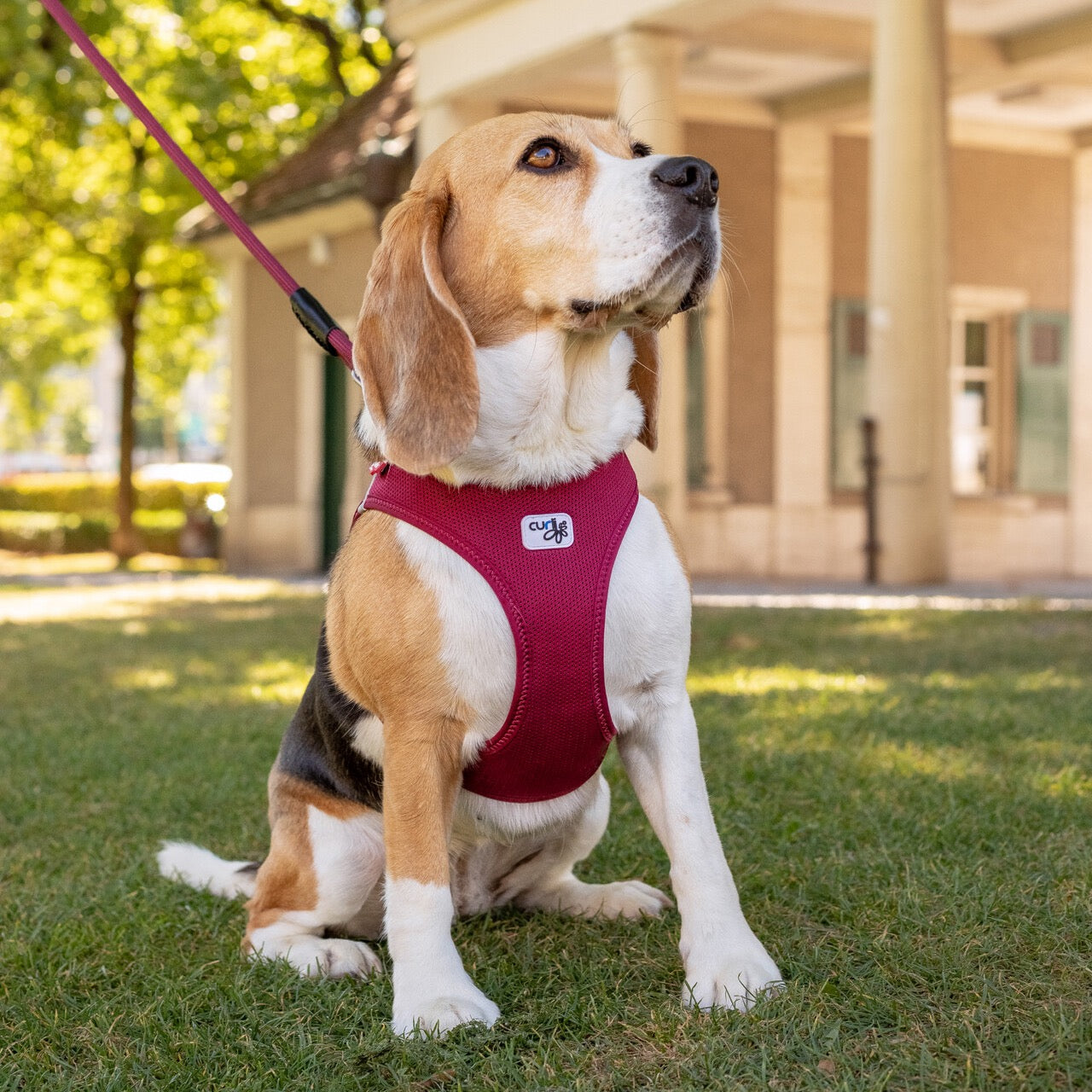 Curli Air Mesh Clasp Moss Vest Harness Adjustable Dog Gear - gallery image 7