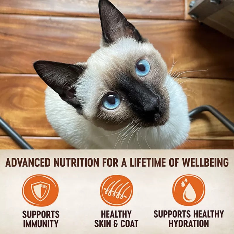 Wellness Core Tiny Tasters Chicken Pate 1 75Oz Wet Cat Food - lifestyle view