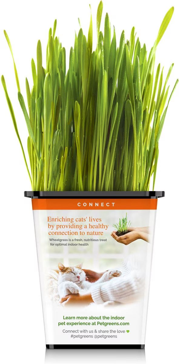 Pet Greens Organic Cat Grass Catnip Premium Pet Supply - gallery image 5