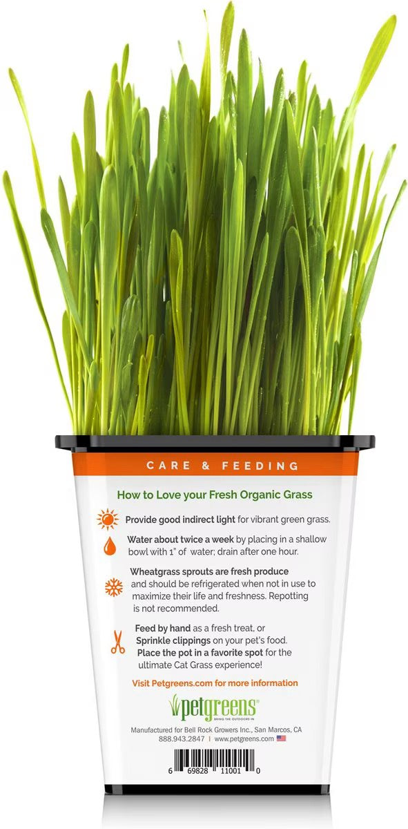 Pet Greens Organic Cat Grass Catnip Premium Pet Supply - close up view
