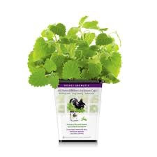 Pet Greens All Natural Live Catnip Catnip Premium Pet Supply - main product image