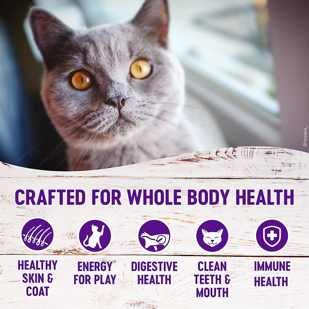 Dry Cat Food Wellness Chicken Recipe 5.5lb Daily Meals Premi - close up view