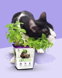 Pet Greens All Natural Live Catnip Catnip Premium Pet Supply - detail view