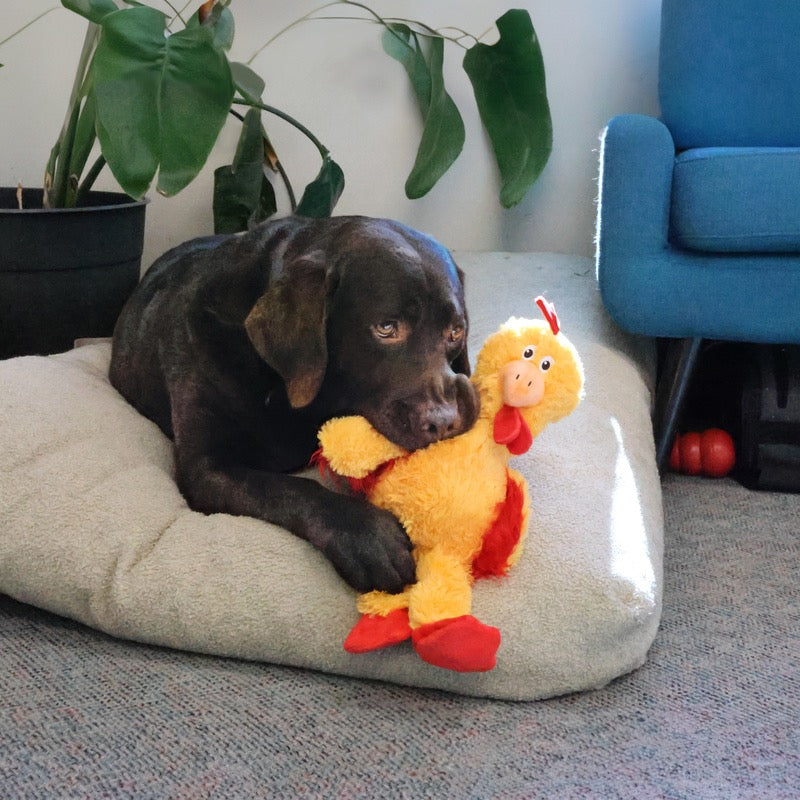 KONG Knots Chicken Plush Dog Toy Durable Play - lifestyle view