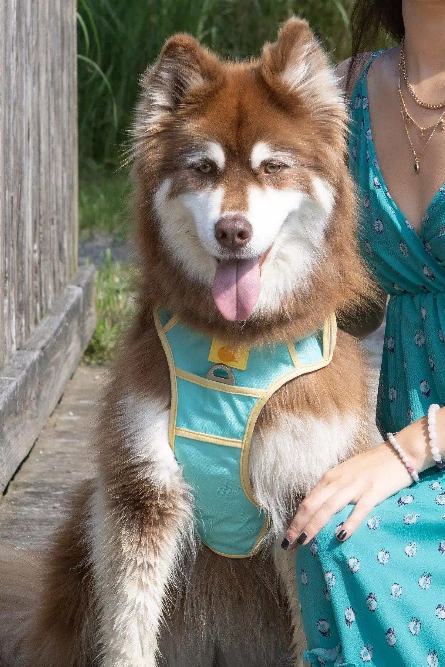 Island Vibes Ultimate Dog Harness Adjustable Dog Walking - lifestyle view