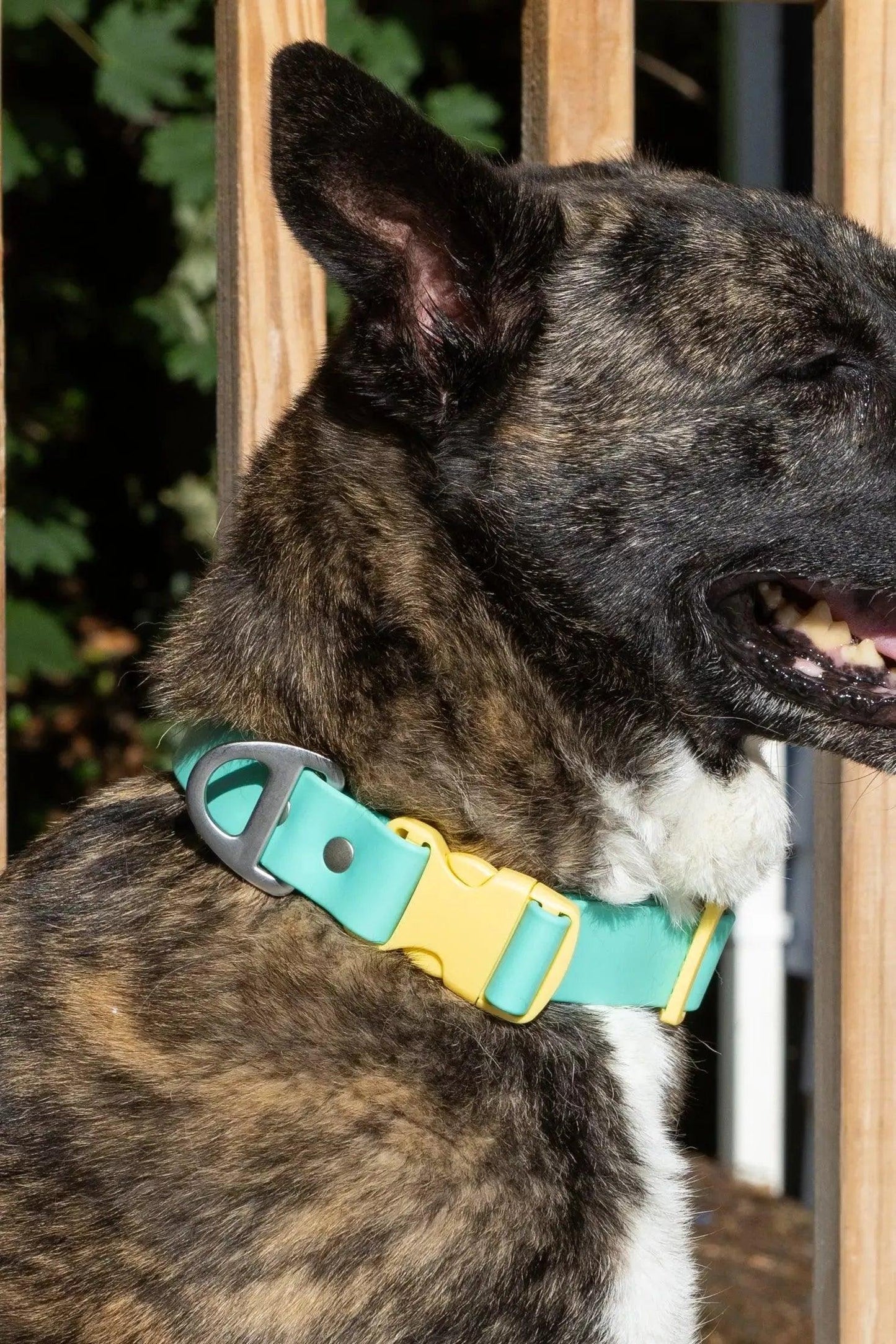 Island Vibes Waterproof Dog Collar Adjustable Dog Walking - detail view
