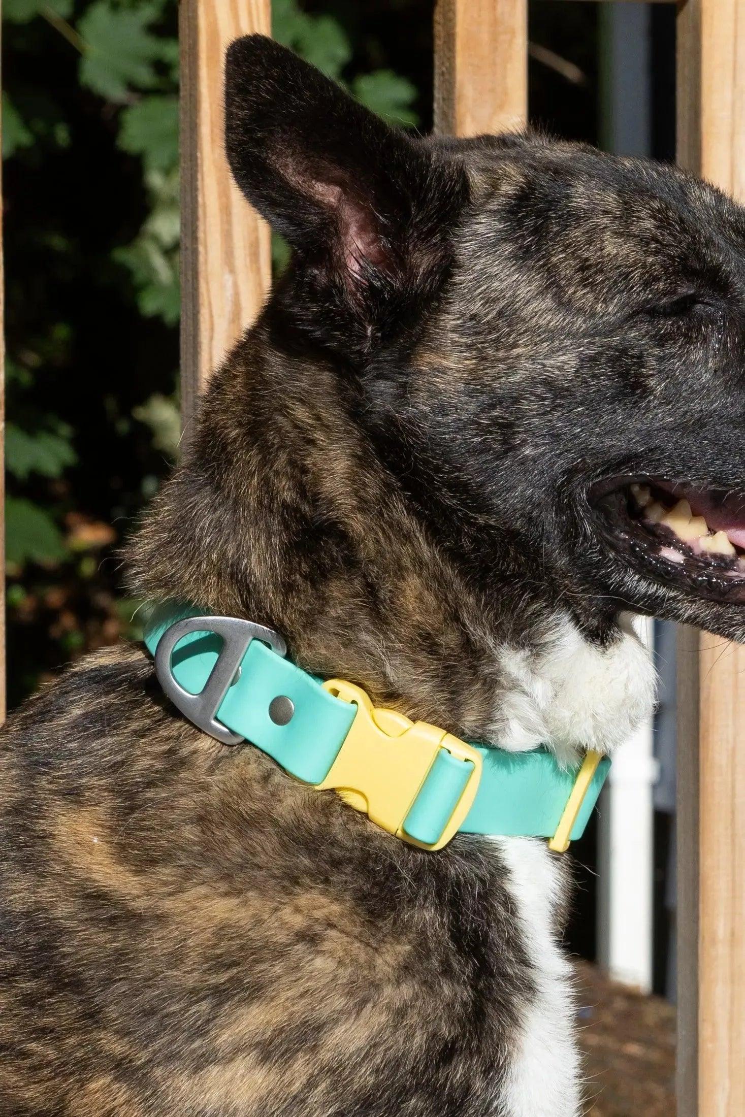 Island Vibes Waterproof Dog Collar Adjustable Dog Walking - detail view