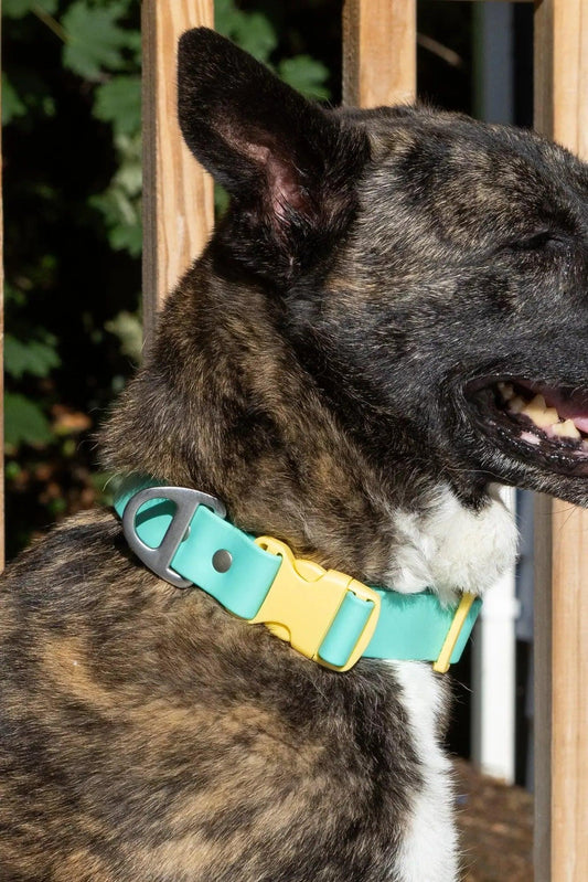 Island Vibes Waterproof Dog Collar Adjustable Dog Walking - detail view
