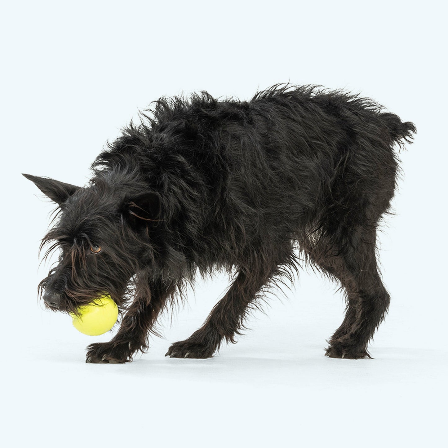 Dog Toy West Paw Jive Durable Bounce Ball Interactive - lifestyle view