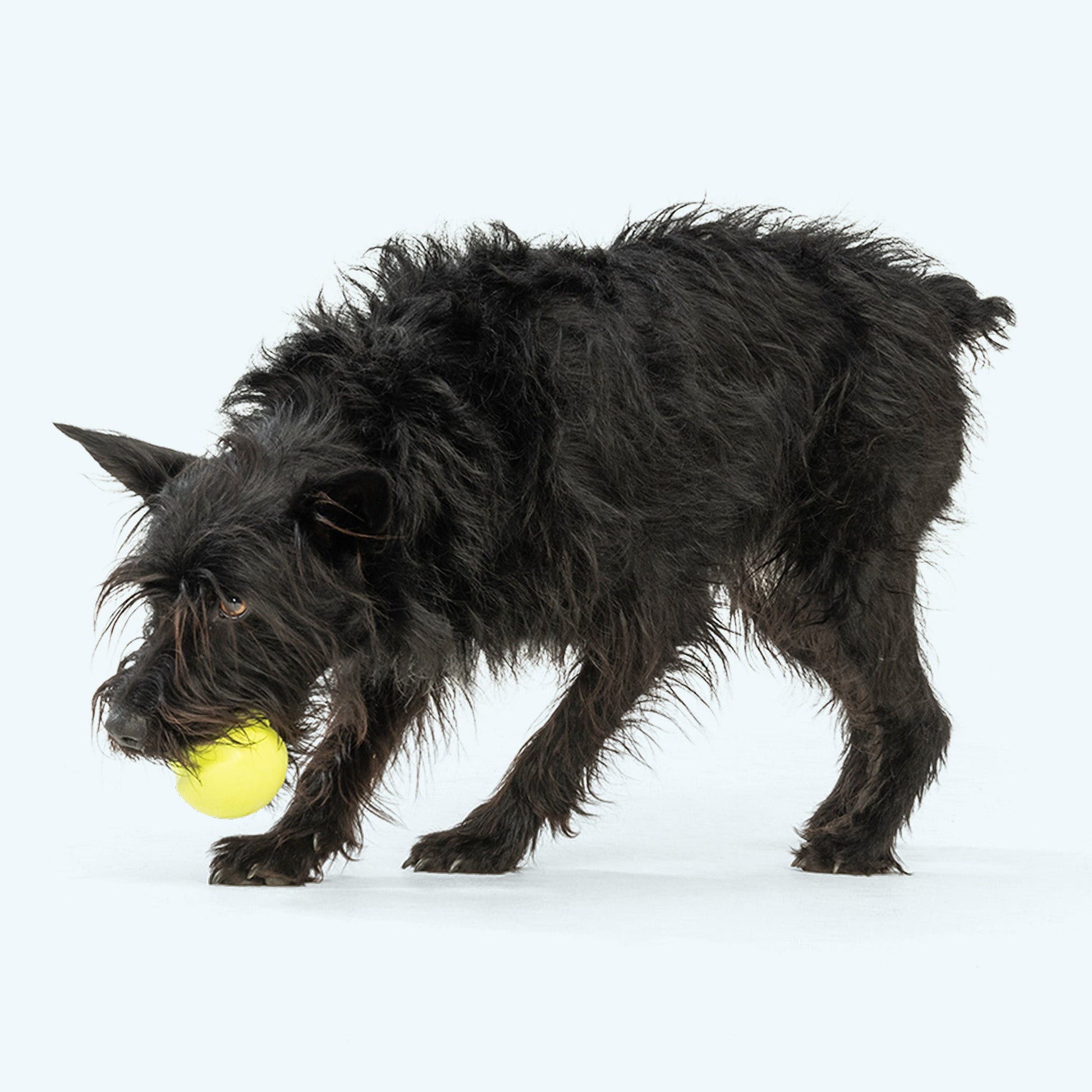 Dog Toy West Paw Jive Durable Bounce Ball Interactive - lifestyle view
