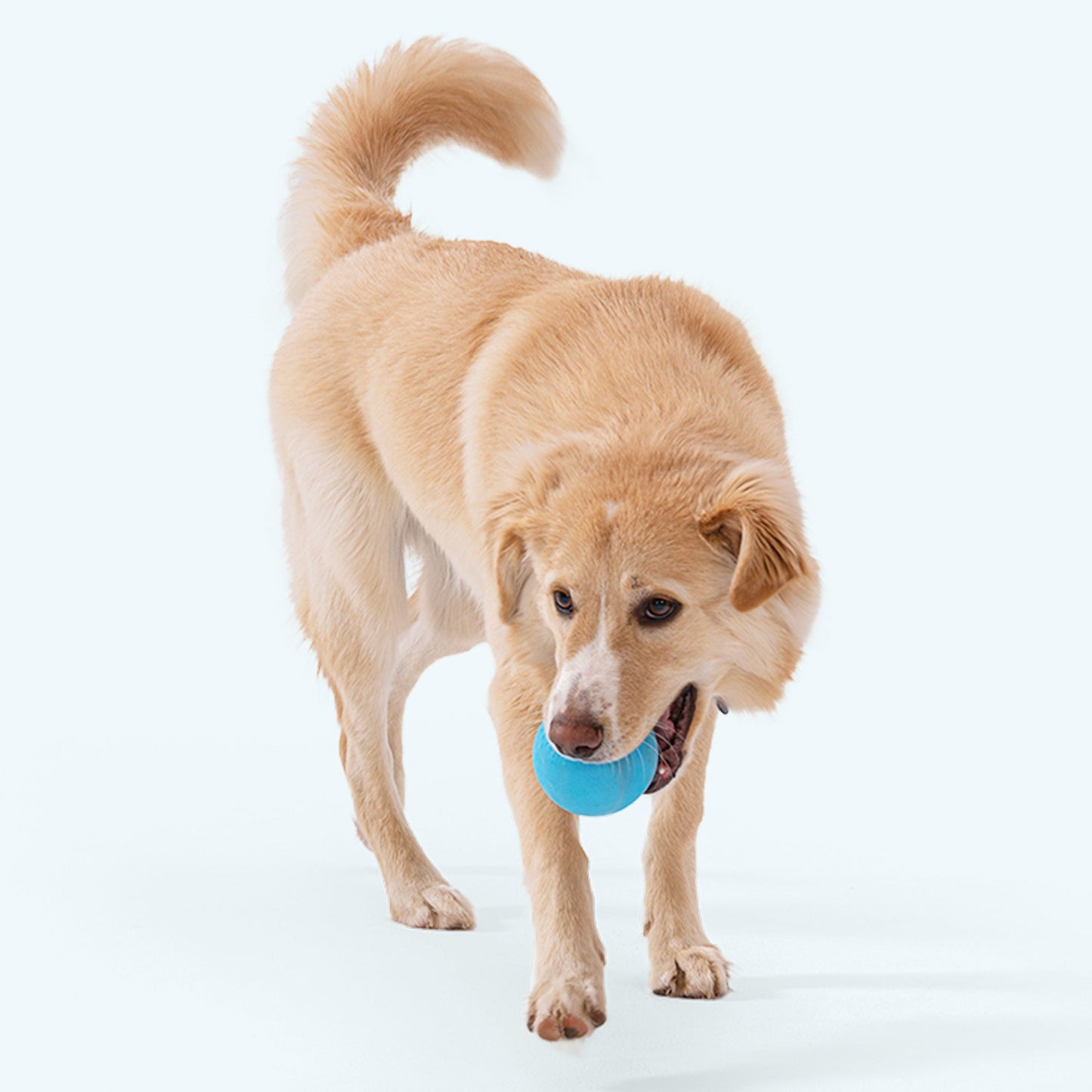Dog Toy West Paw Jive Durable Bounce Ball Interactive - gallery image 5