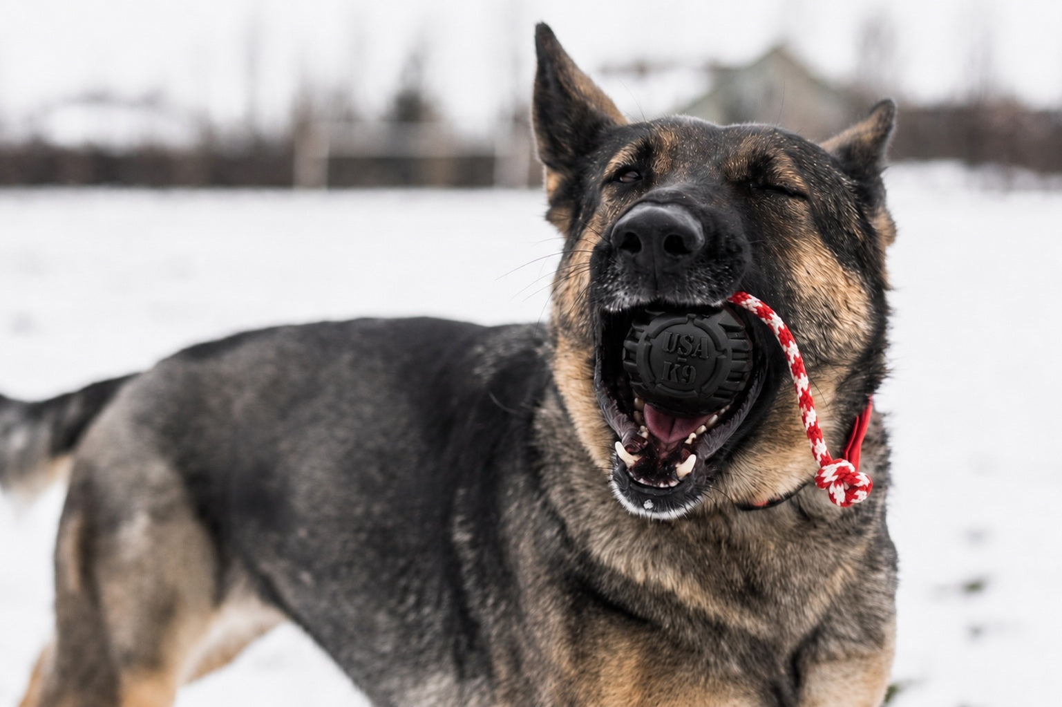 USA K9 Magnum Stars And Stripes Rubber Dog Toy K9 Handler - detail view