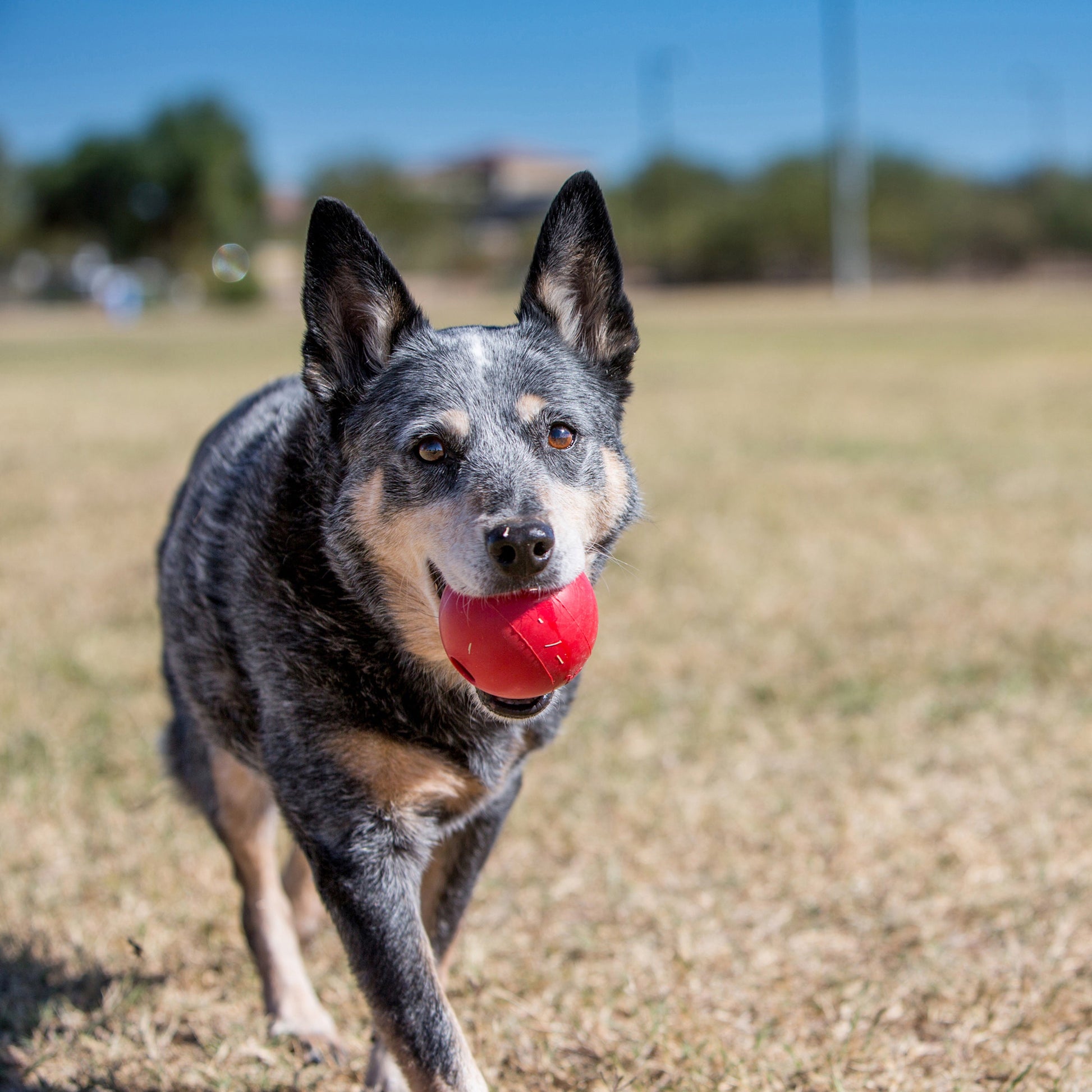 KONG Ball With Hole Small Fetch Dog Toy Durable Play - detail view