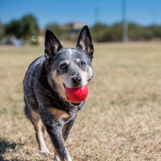 KONG Ball With Hole Small Fetch Dog Toy Durable Play - detail view