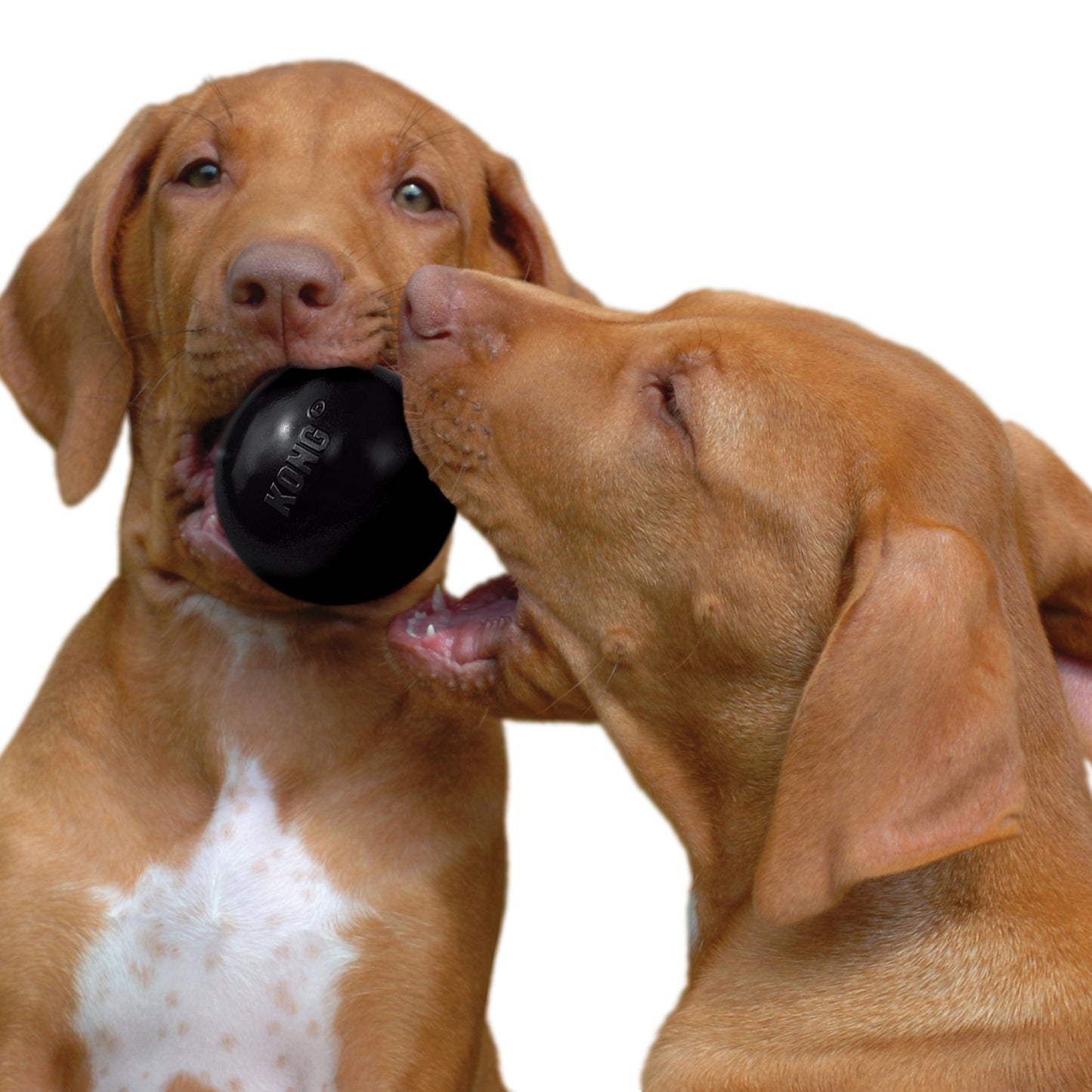KONG Extreme Ball Fetch Dog Toy Durable Play - detail view