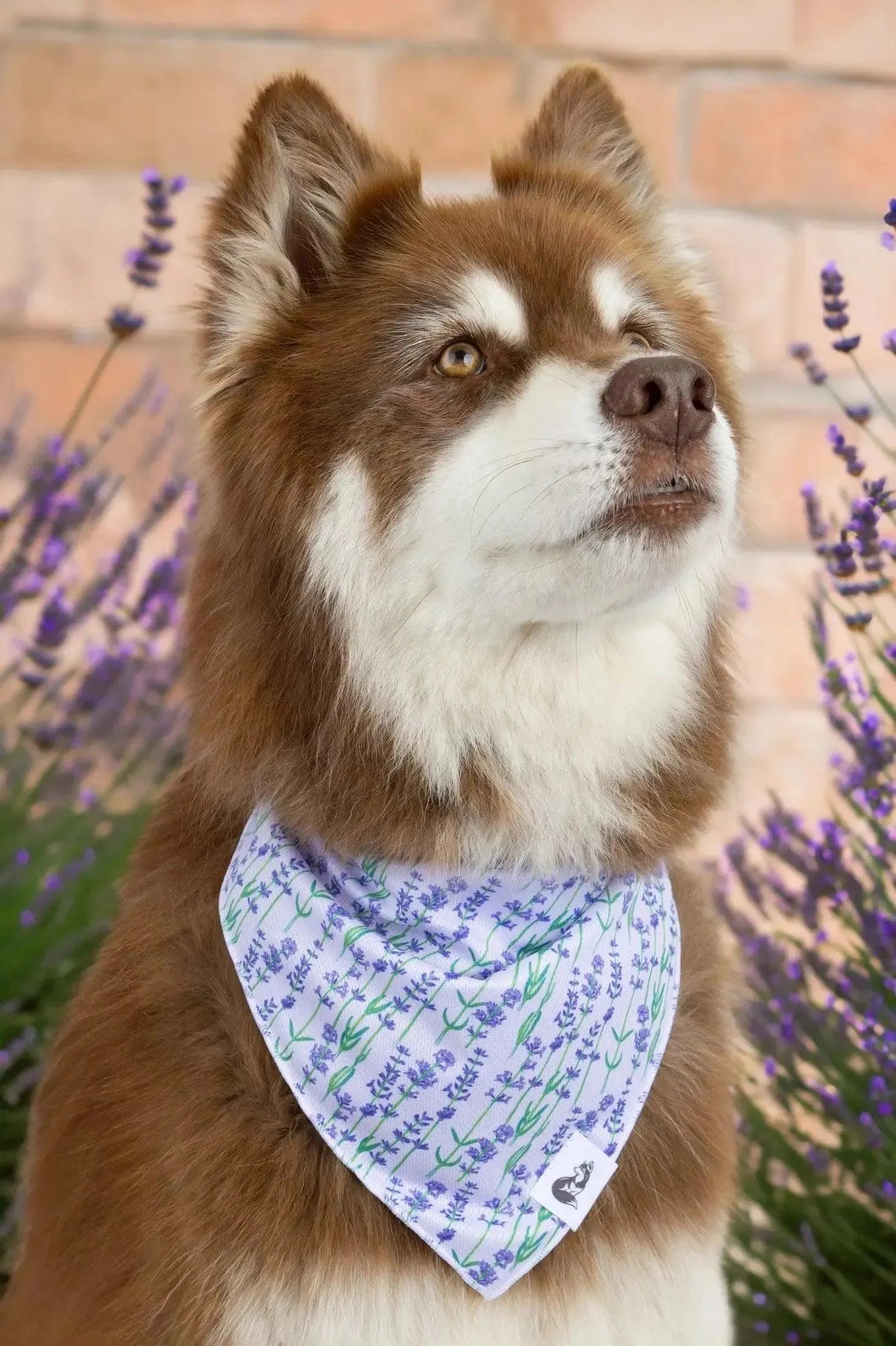 Lavender Blooms Dog Bandana Matching Keychain Dog Bandanas - lifestyle view