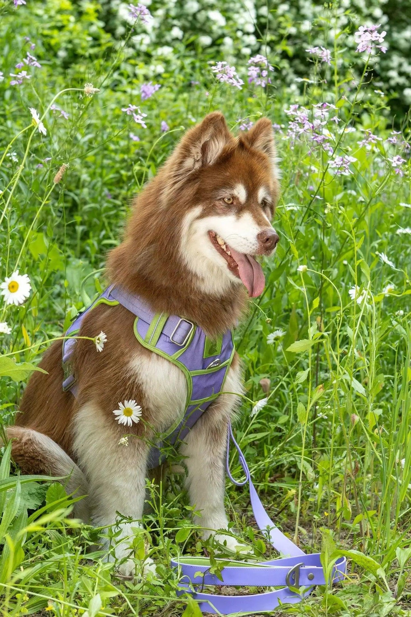 Lavender Garden Ultimate Dog Harness Adjustable Dog Walking - detail view