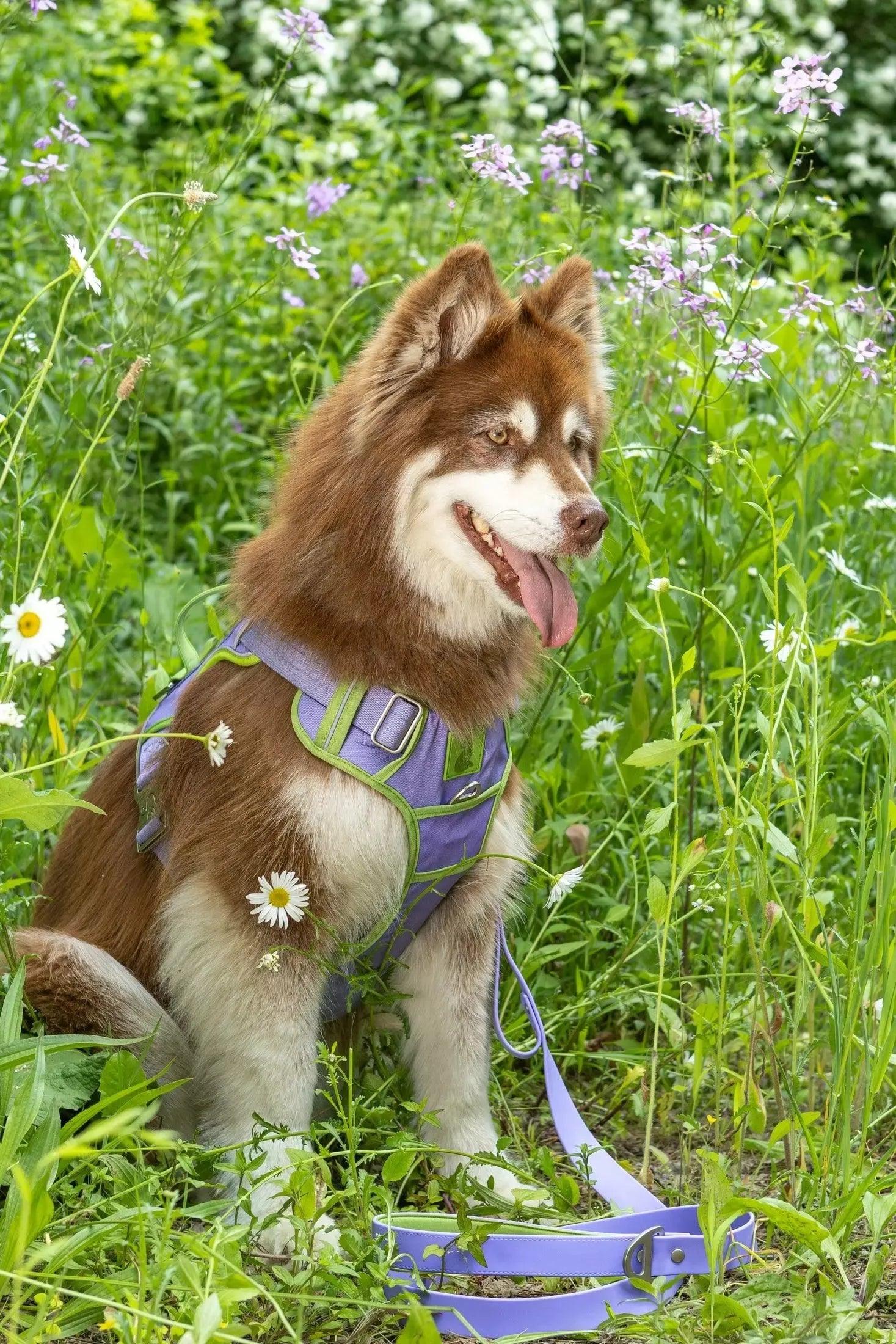Lavender Garden Ultimate Dog Harness Adjustable Dog Walking - detail view