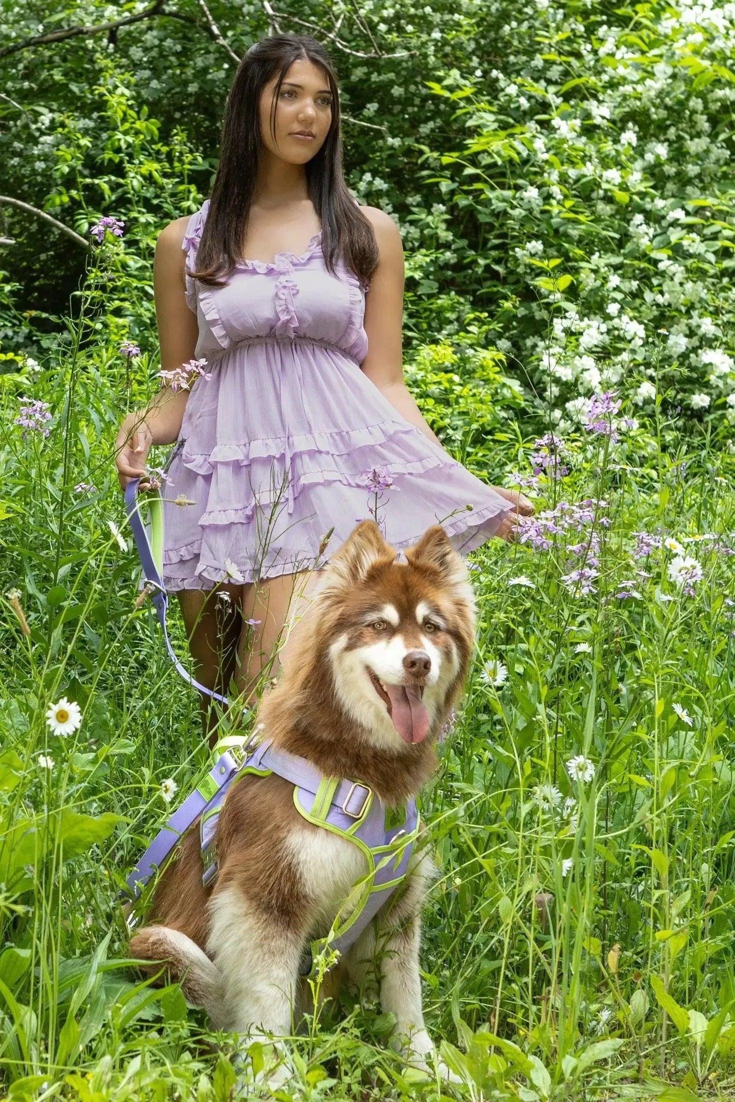 Lavender Garden Ultimate Dog Harness Adjustable Dog Walking - lifestyle view