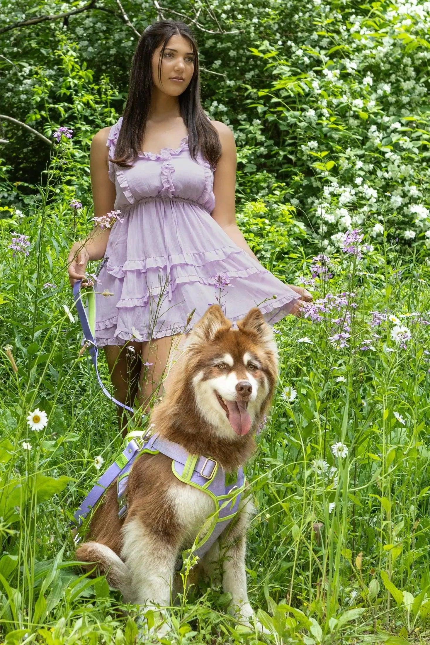Lavender Garden Ultimate Dog Harness Adjustable Dog Walking - lifestyle view