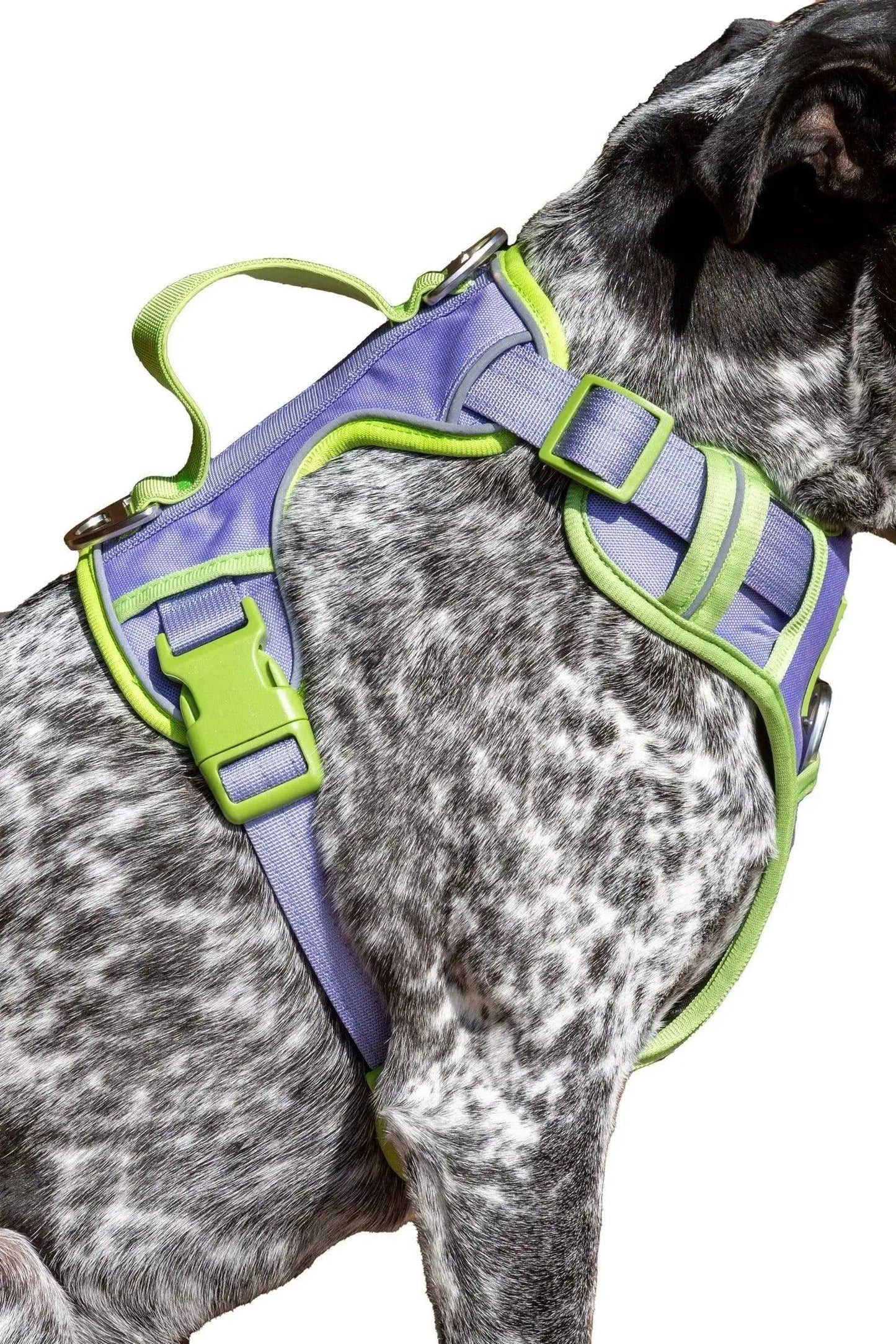Lavender Garden Ultimate Dog Harness Adjustable Dog Walking - gallery image 6