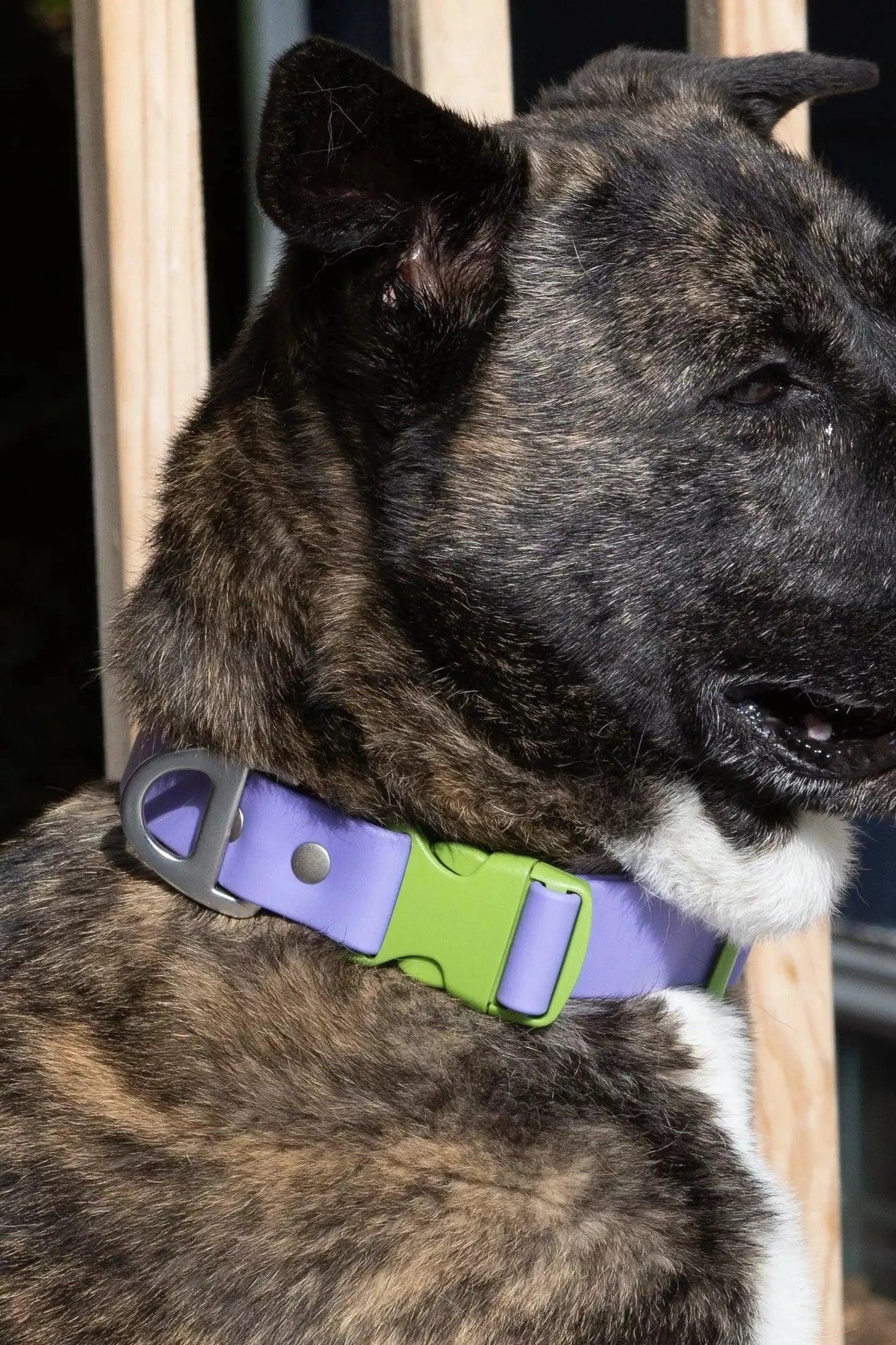 Lavender Garden Waterproof Dog Collar Adjustable Dog Walking - detail view