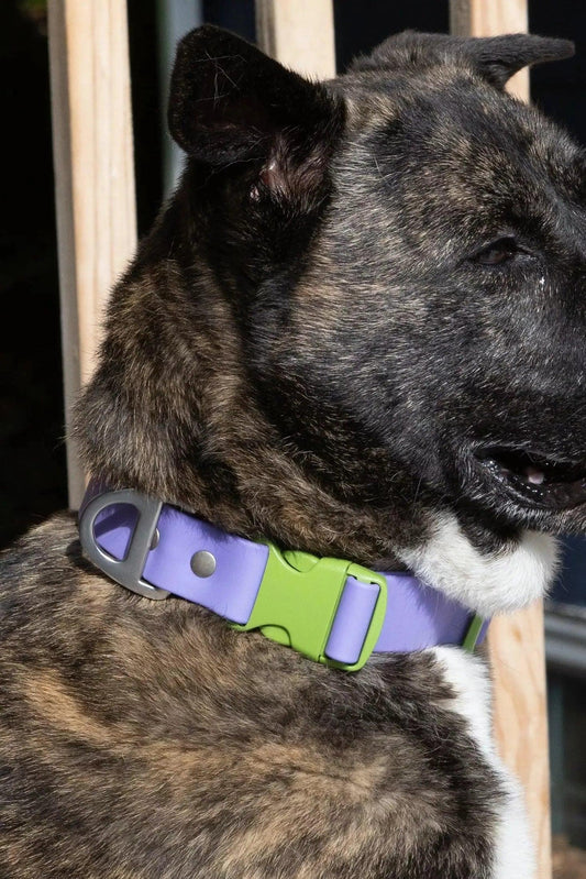 Lavender Garden Waterproof Dog Collar Adjustable Dog Walking - detail view