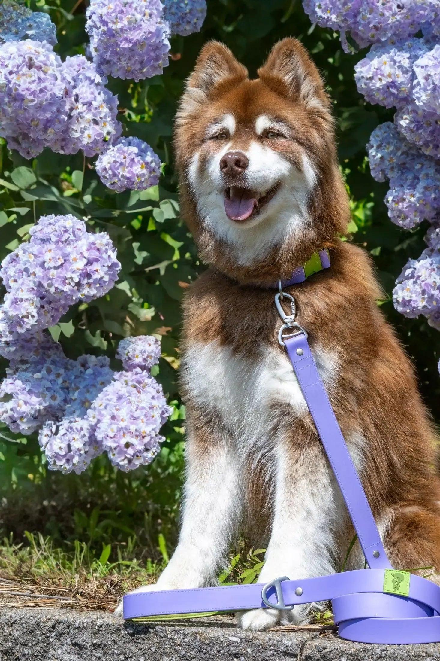 Lavender Garden Waterproof Dog Collar Adjustable Dog Walking - gallery image 5