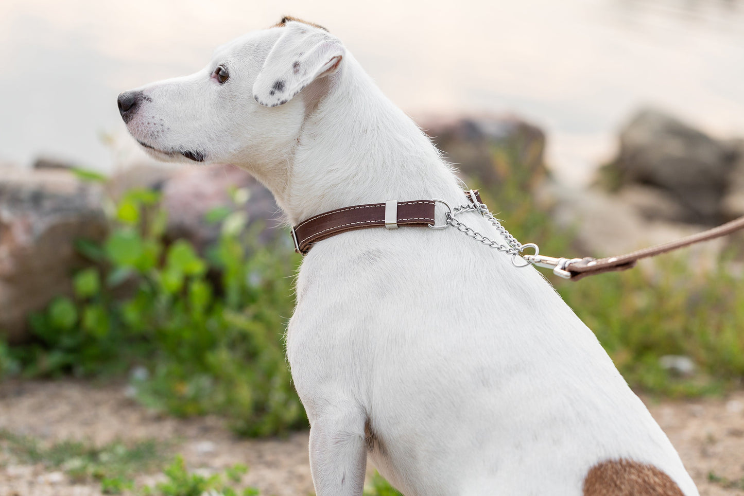 Dog Collar Martingale Chocolate Leather Collar for Daily Use main product image for dogs and cats