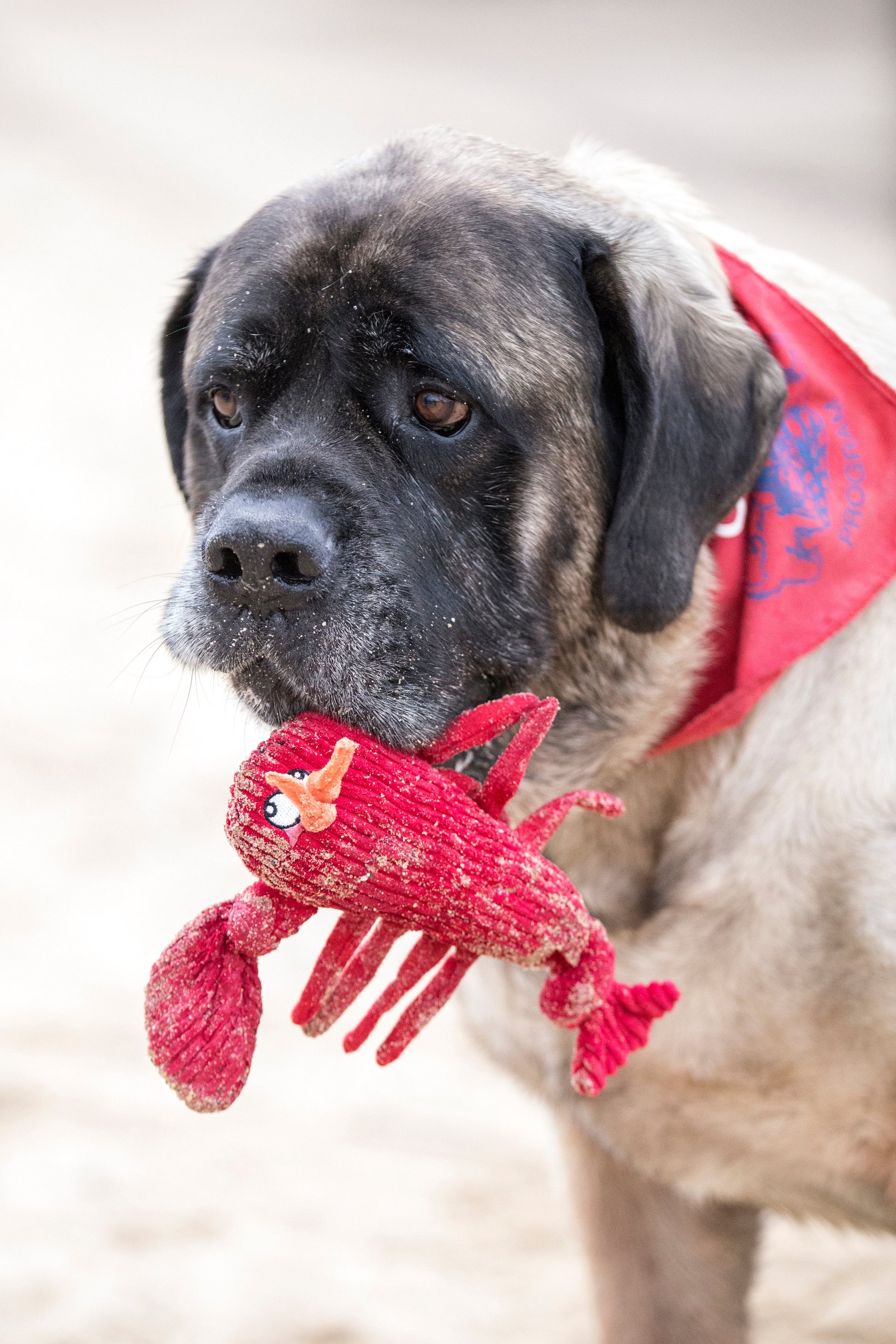 Dog Toy McCraken Lobsta Knottie Plush Toy for Daily Use main product image for dogs and cats